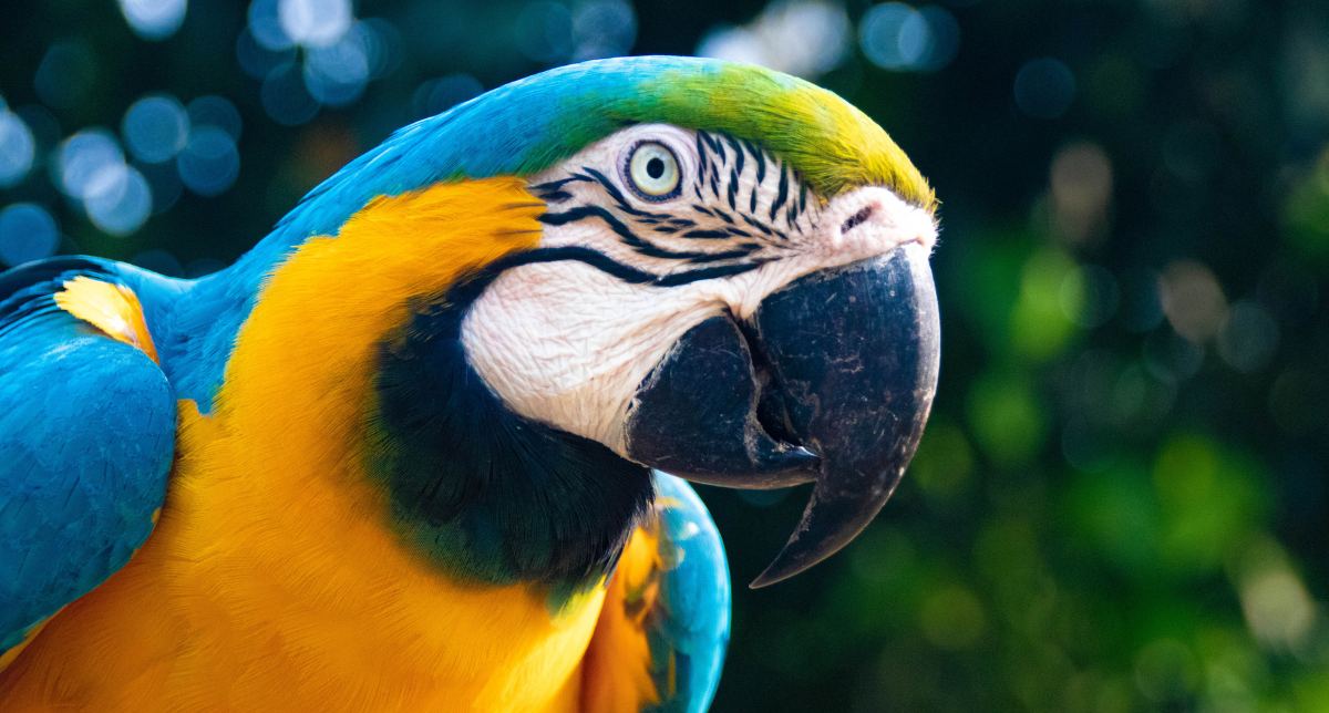 Portrait of a colorful bird